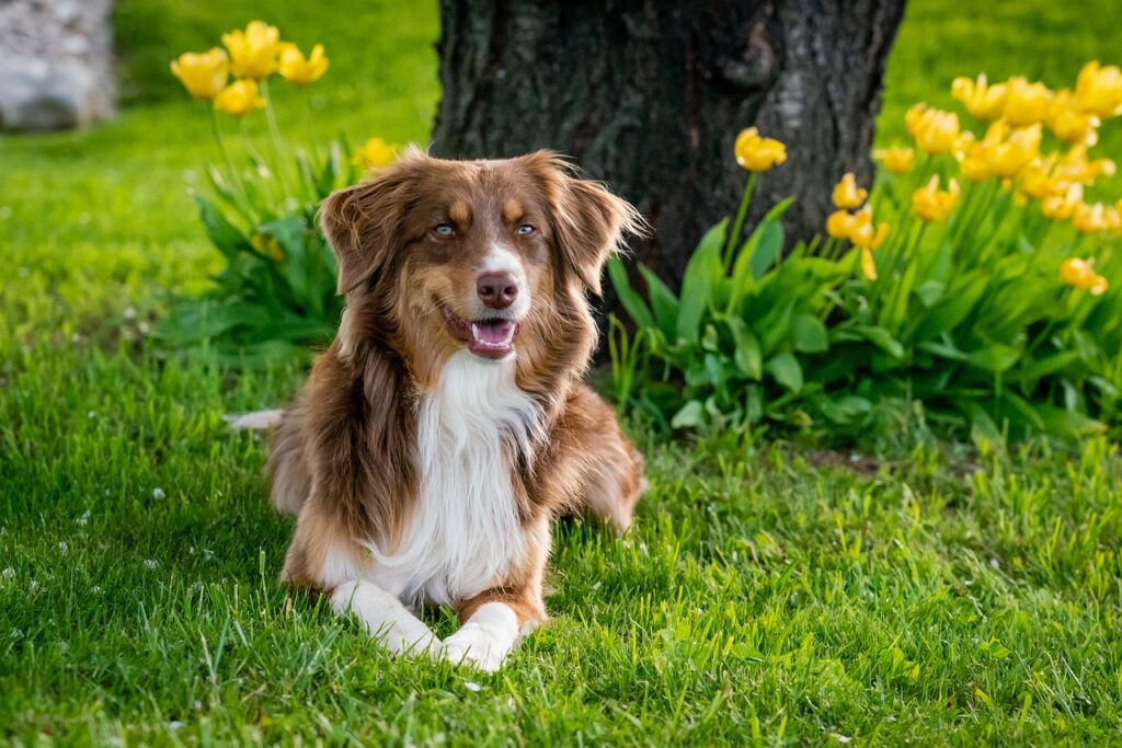 australian shepherd, pet, dog-7176981.jpg