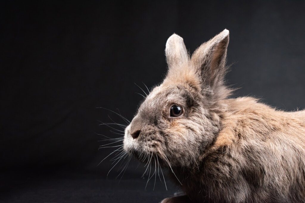 rabbit, bunny, lionhead rabbit-8539830.jpg